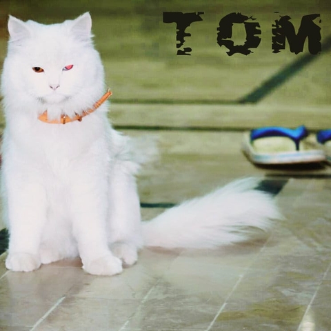 cat