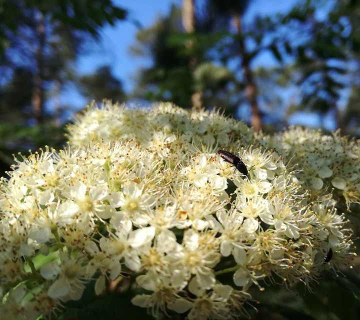 flowers