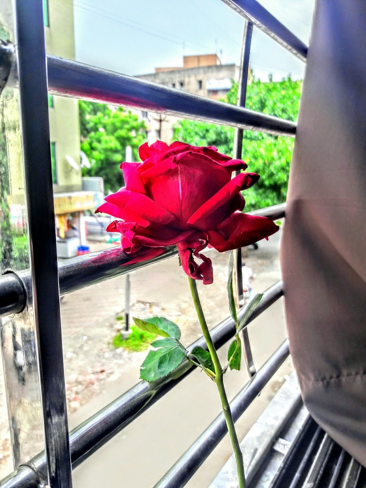 Red rose For You