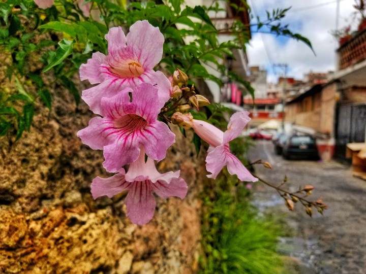 ROSAS ROSAS, TAXCO DE ALARCÓN, GRO.