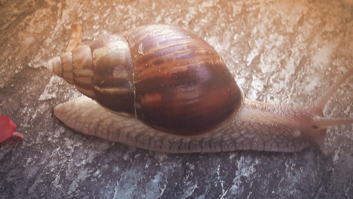 Caracola.