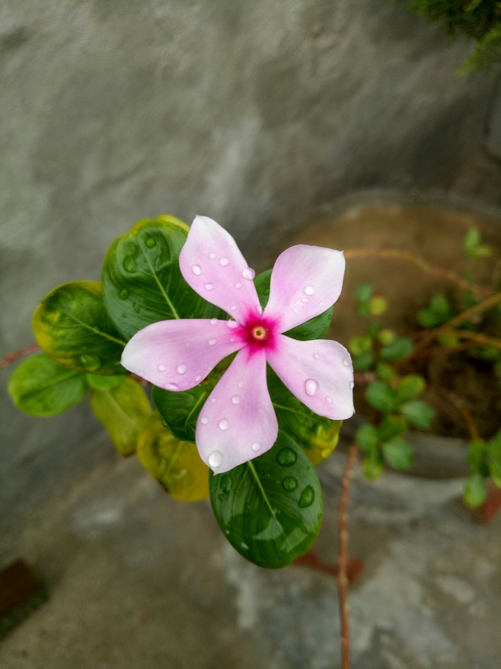 flower