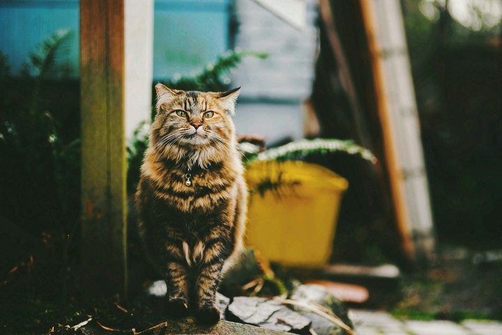 Sad Cat
