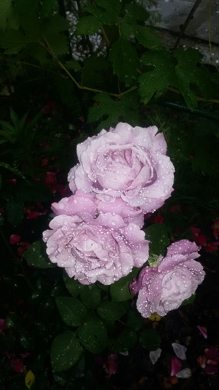 Blue Parfum rose