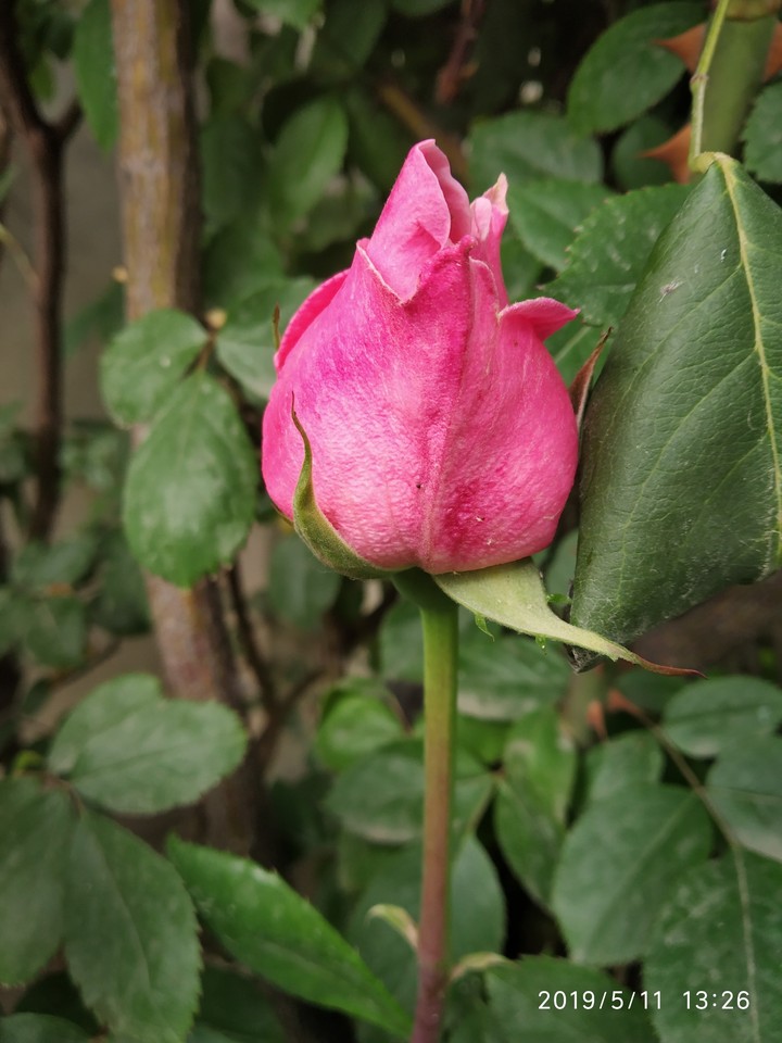rose