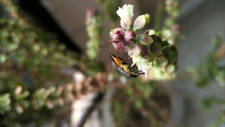 insect love!!