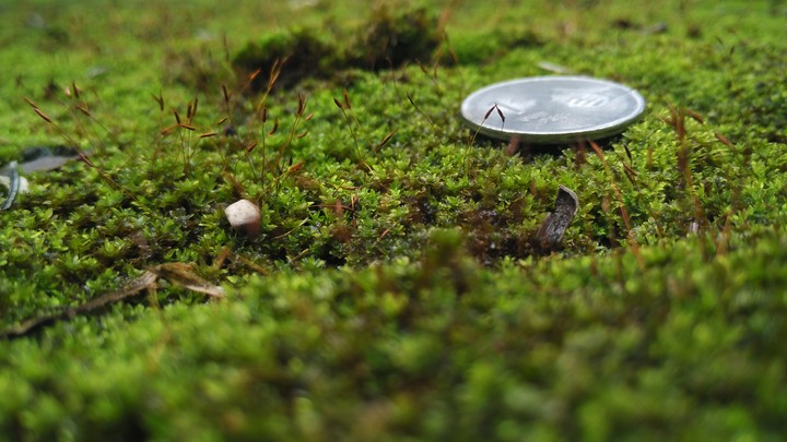 Grass