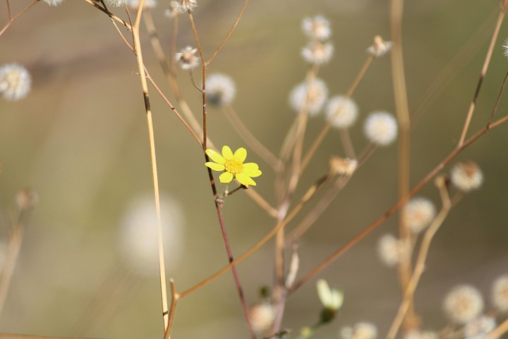 yellow flower bokhe