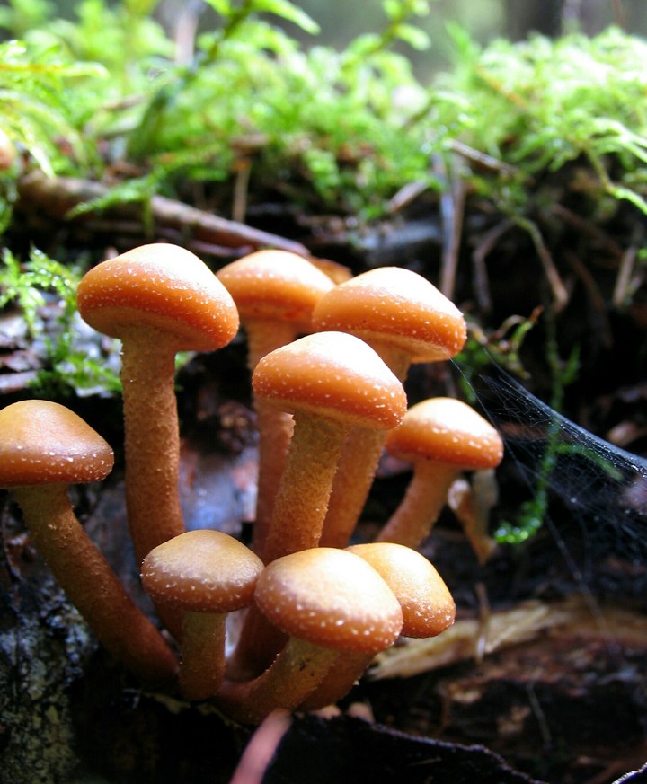 The honey fungus.