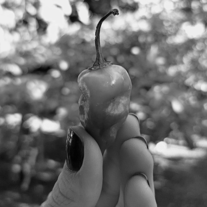 pepper