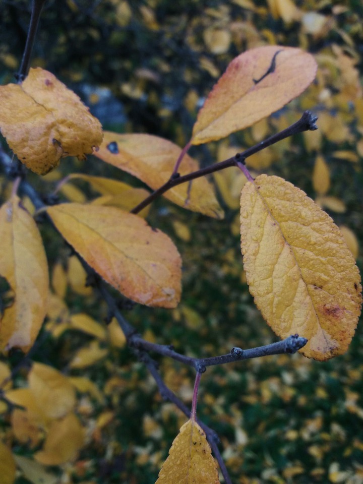 blackthorn leaves