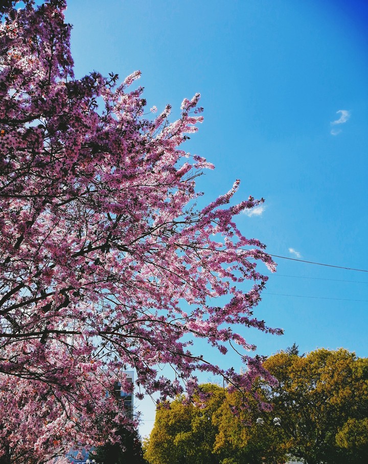 Blossom. Цвіт.