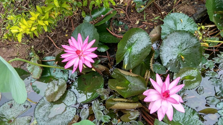 water lily