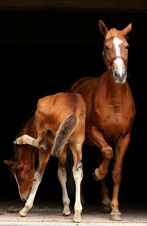 All The Pretty Horses 17