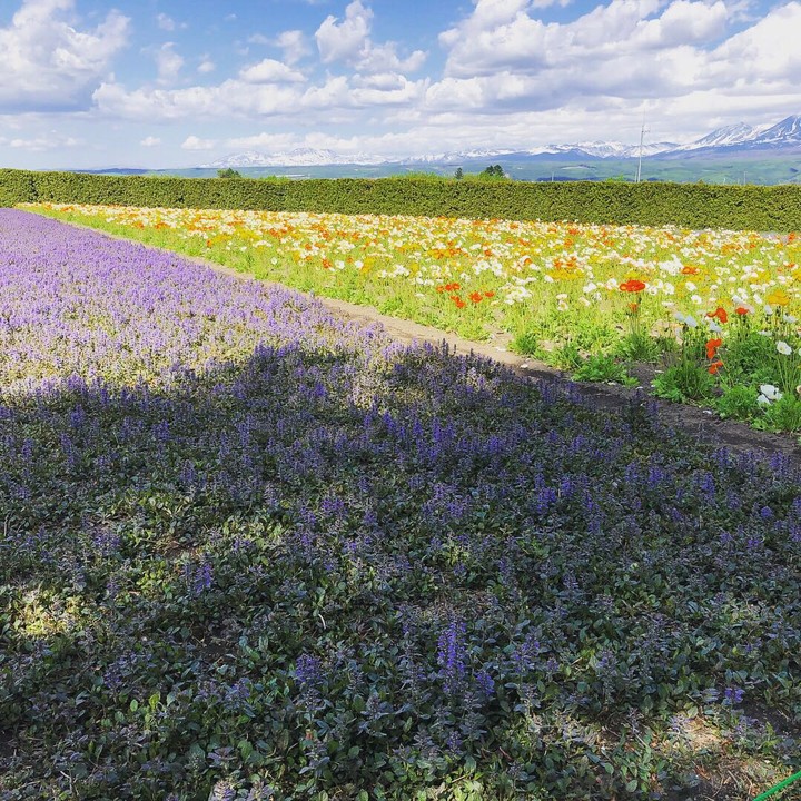 hokkaido
