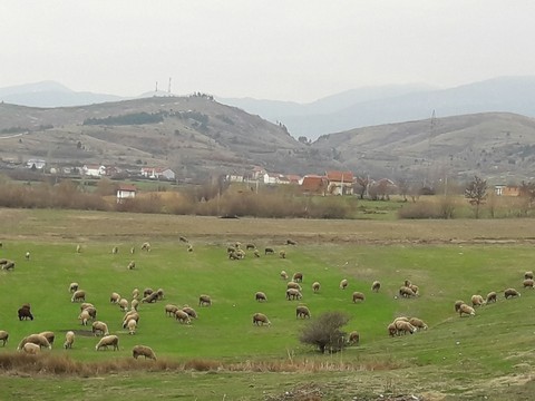 Shepp