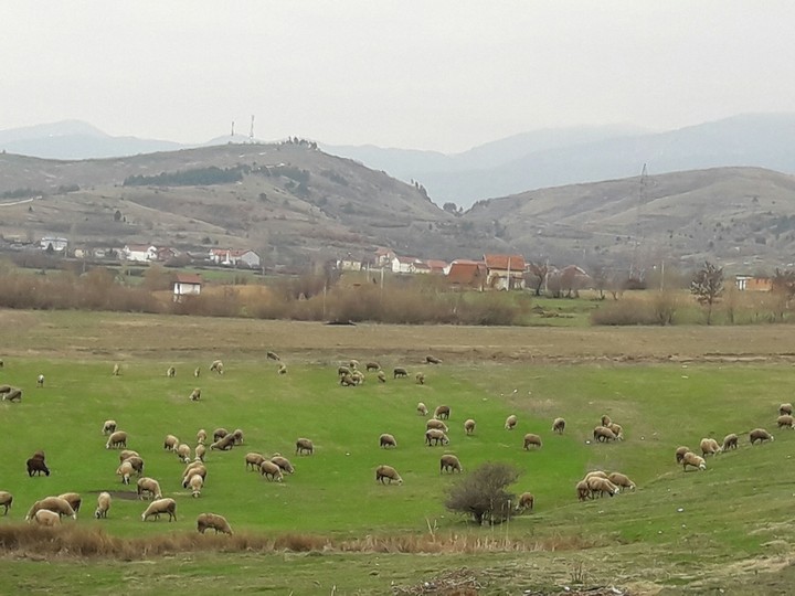 Shepp