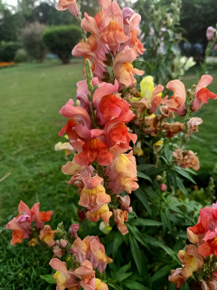 flower