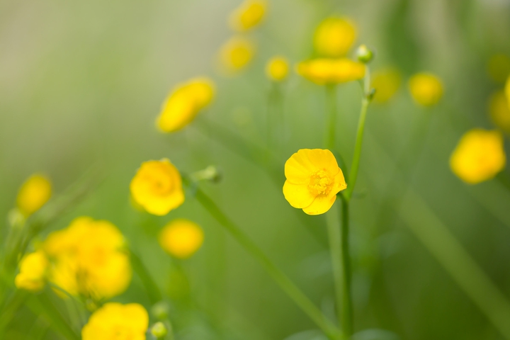 .yellow flowers