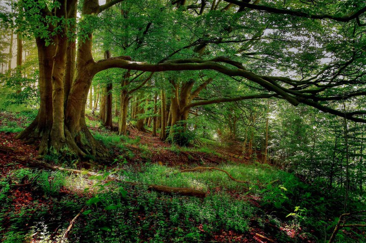la forêt