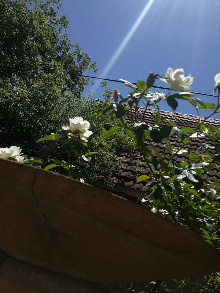 White Rose