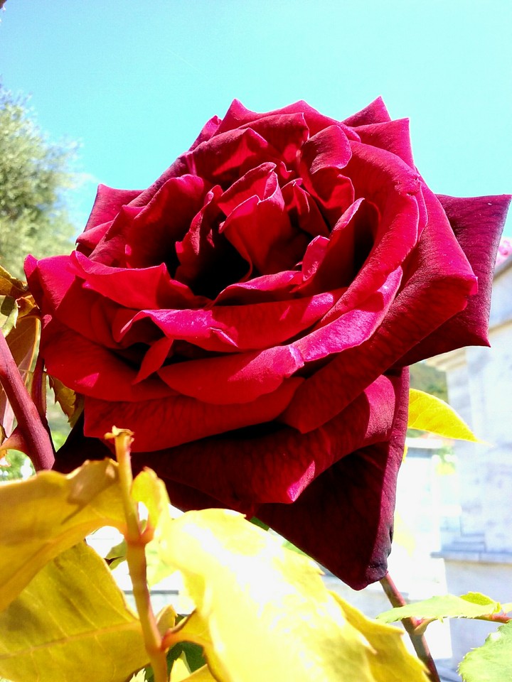 roses are red 