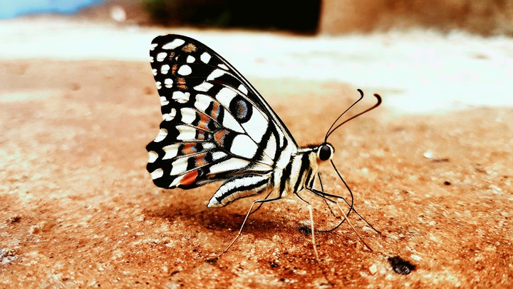 White Black Butterfly