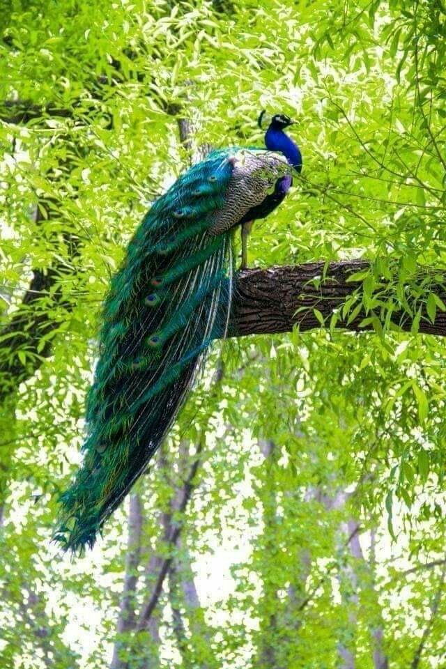Peacock