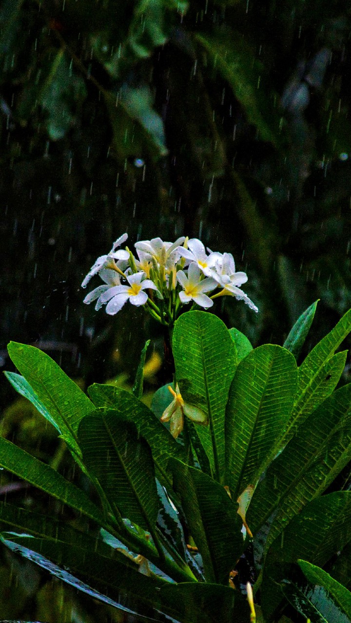 rain drops