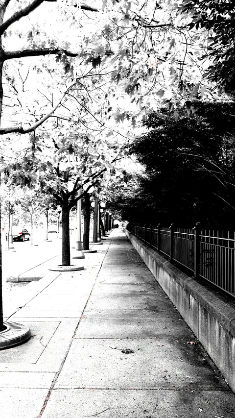 Path of Trees