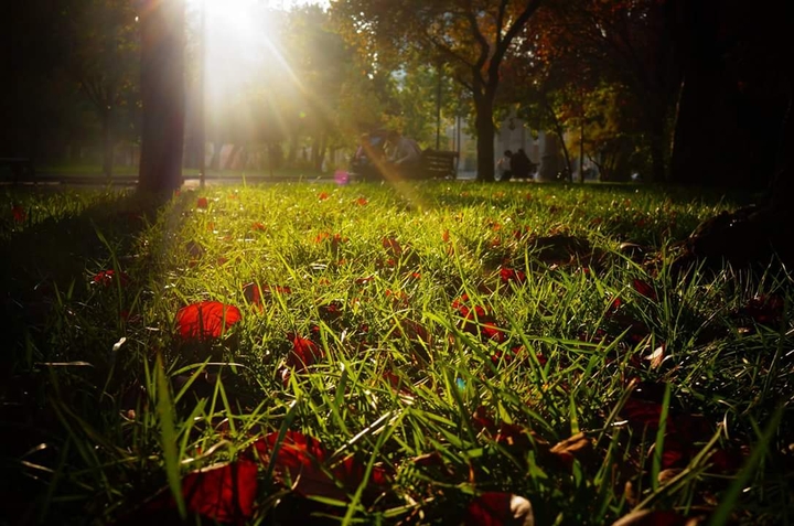 Sunset Grass in Fall
