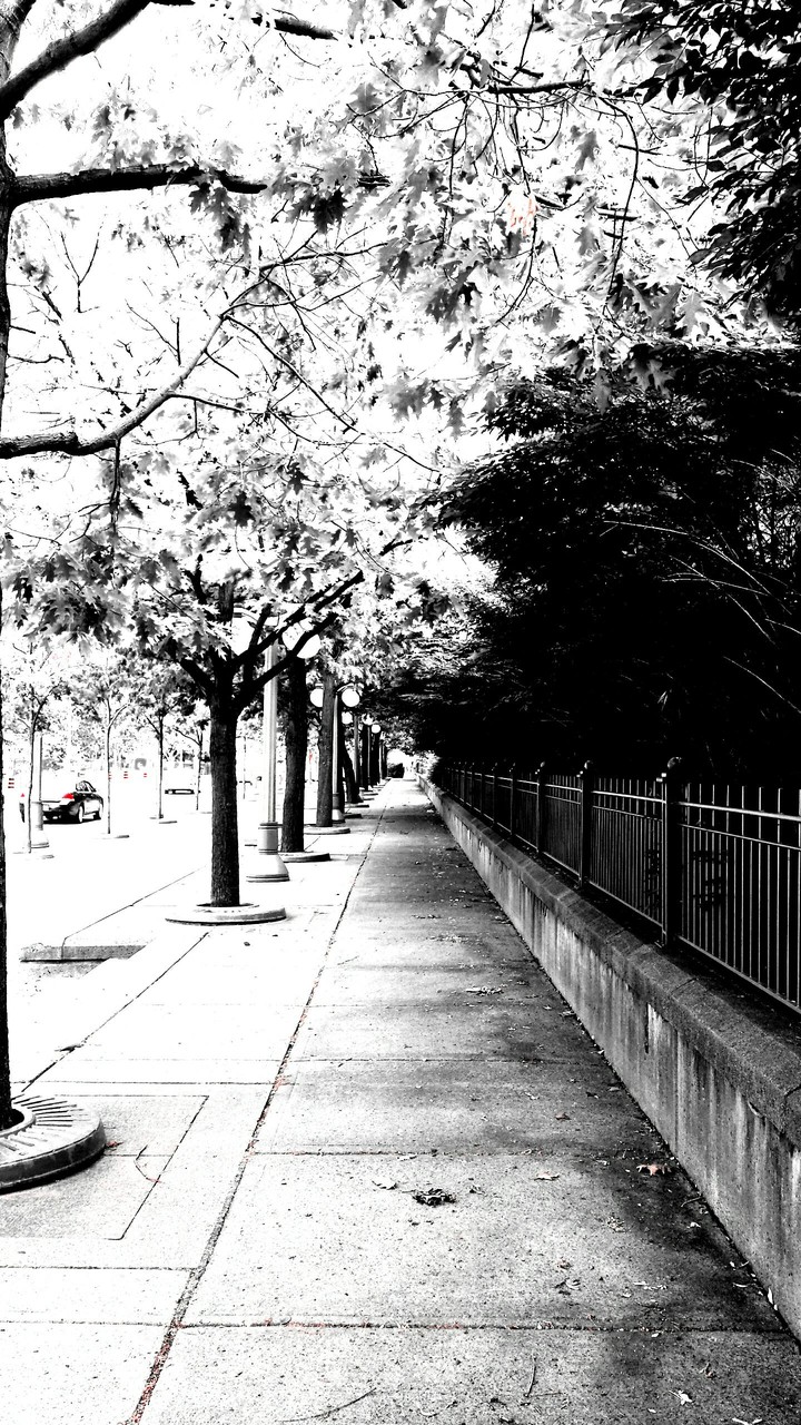 Path of Trees