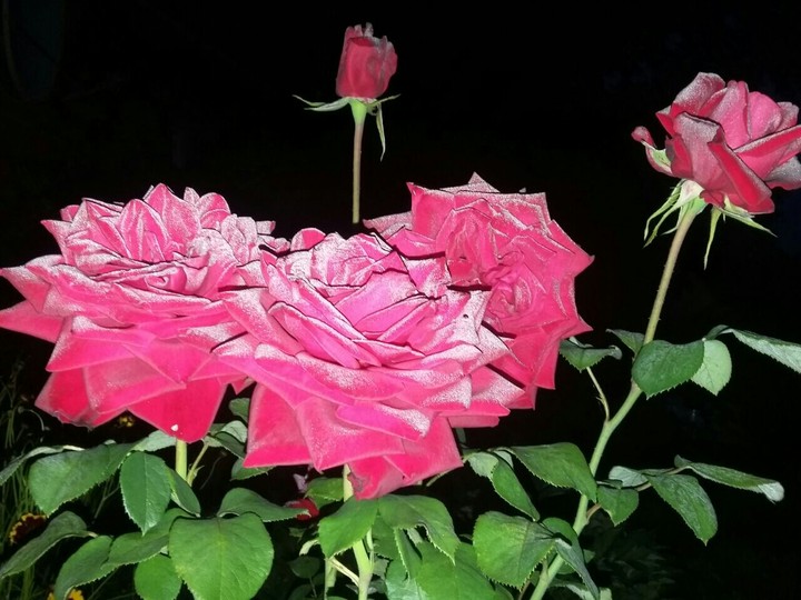 rose