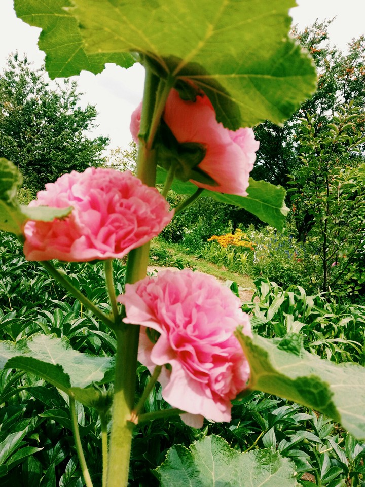 nature