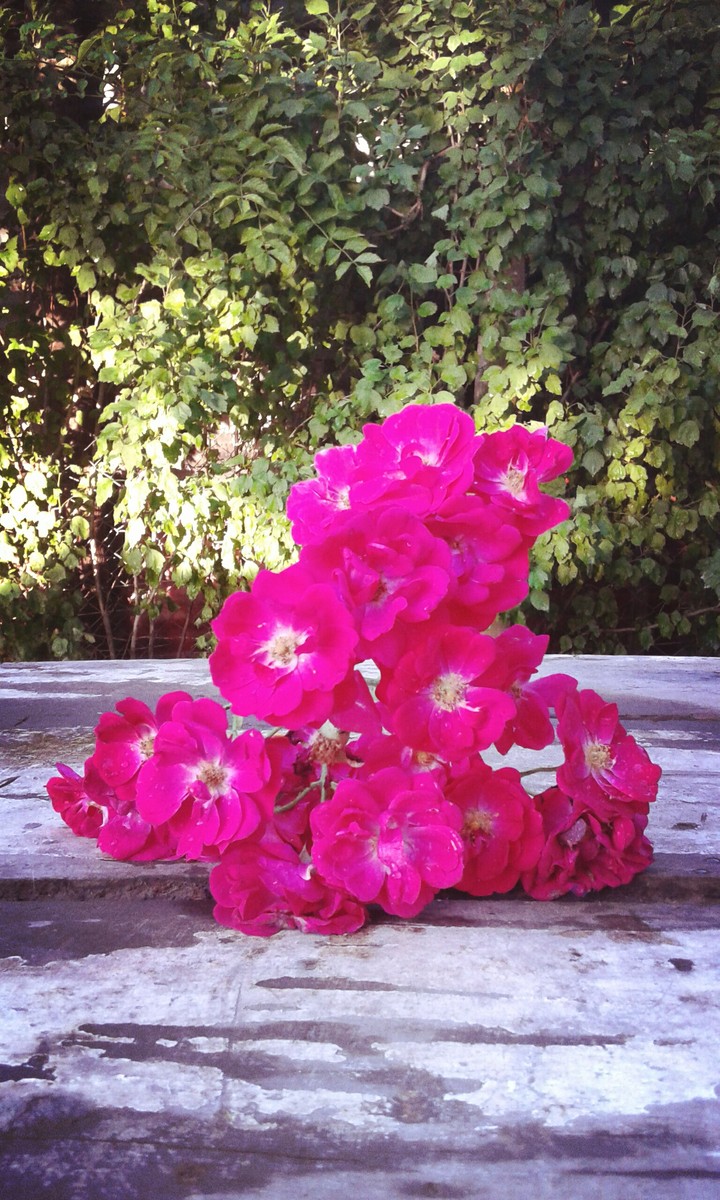 Rosas