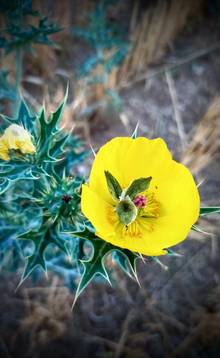 Flower