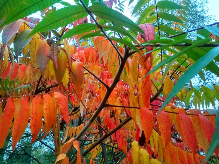autumn
