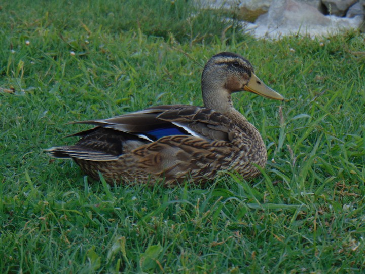 Duck