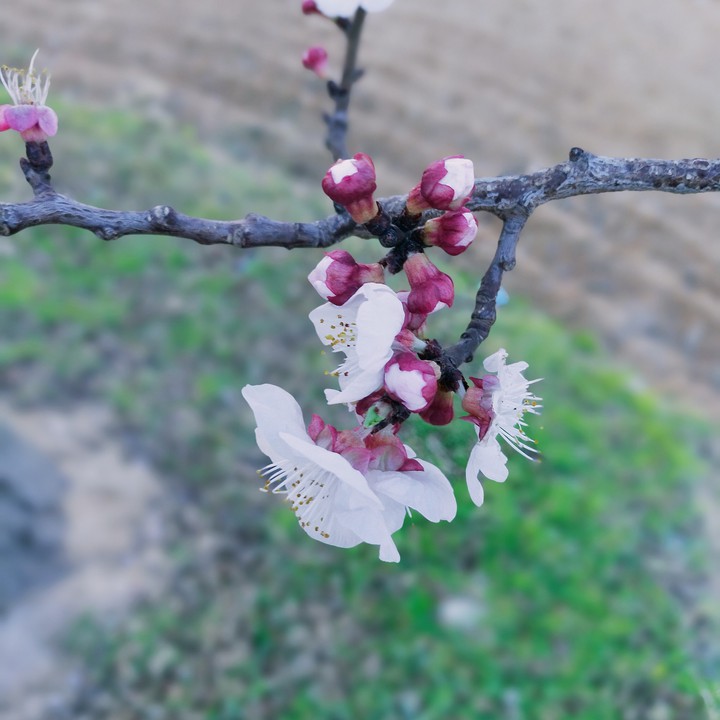 printemps 2020