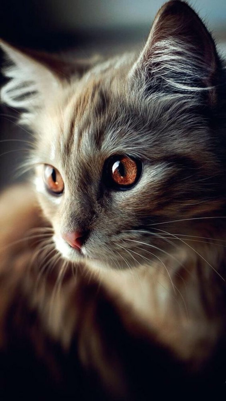 кот