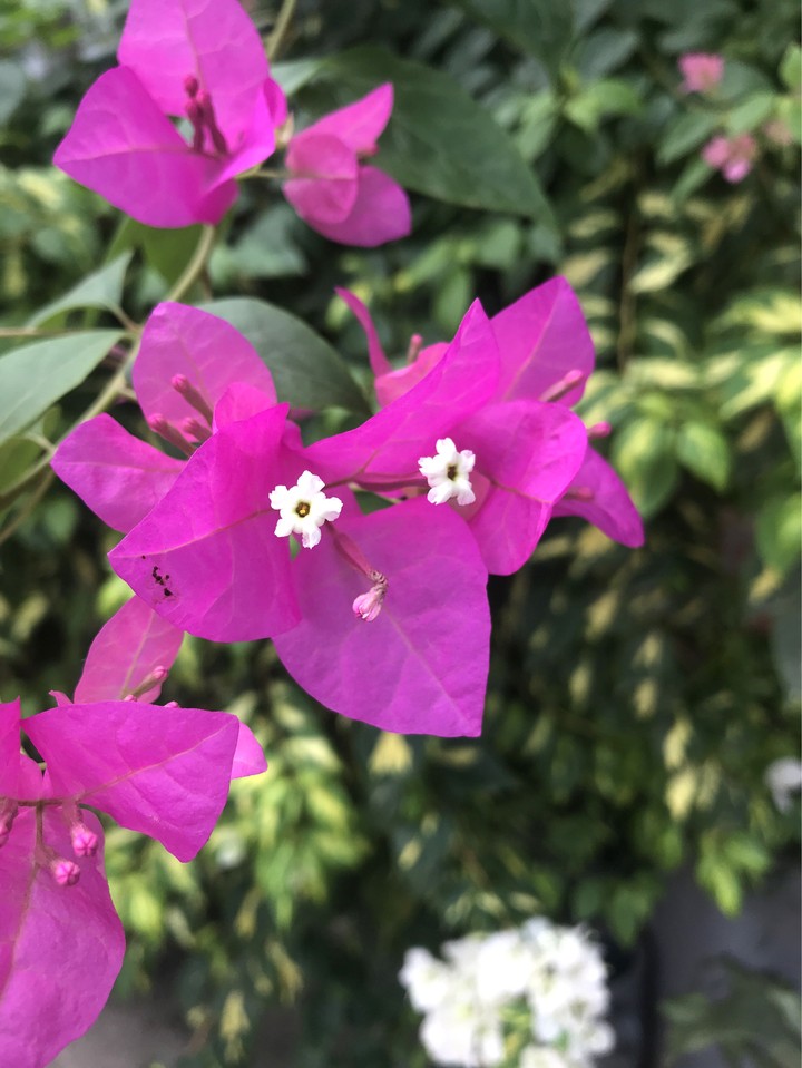 pink flower