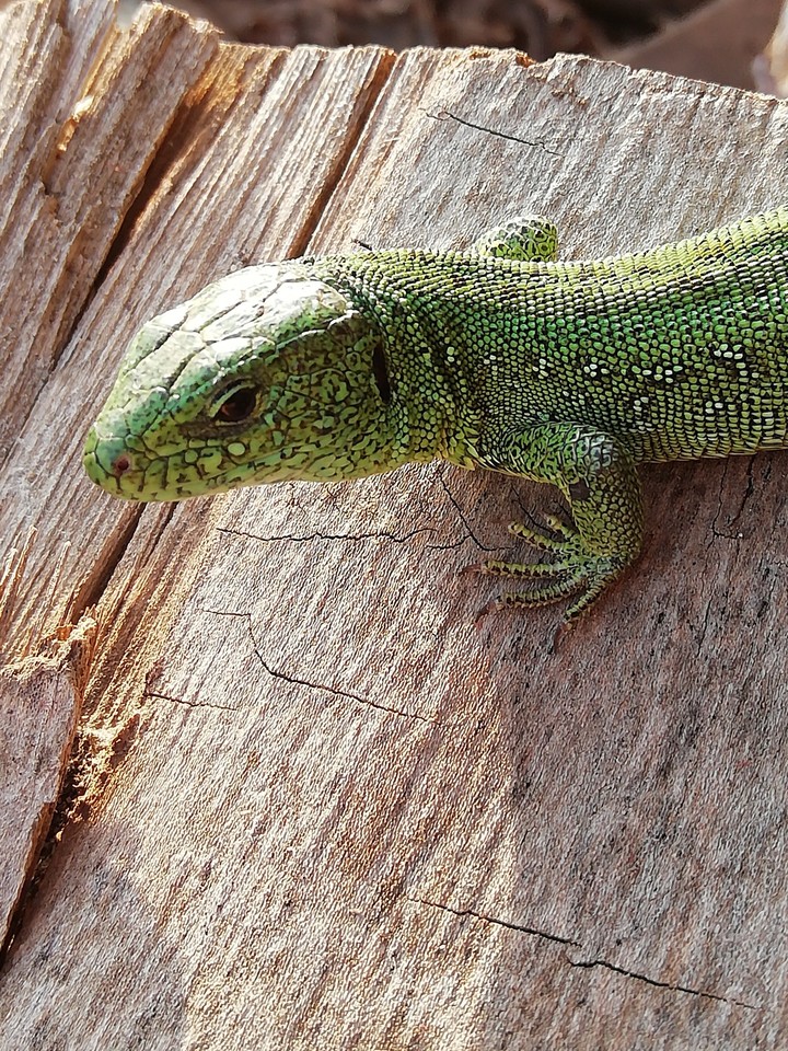 Bask on the sun