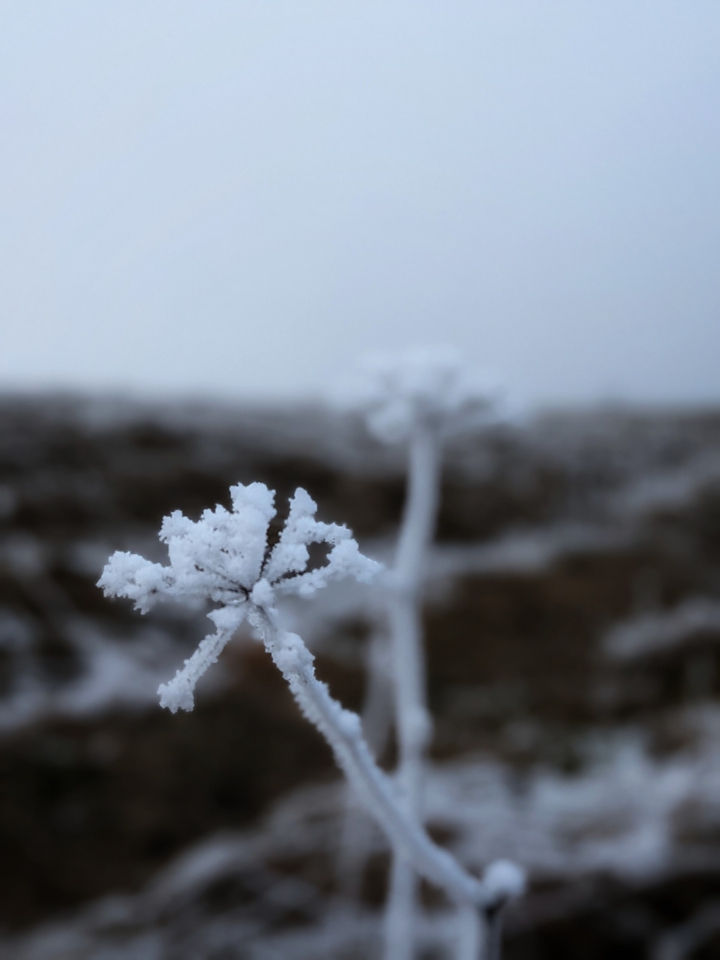 December - 2020 snow plant