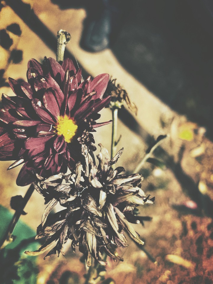 flower