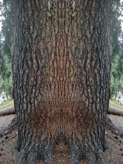 Tree reflection