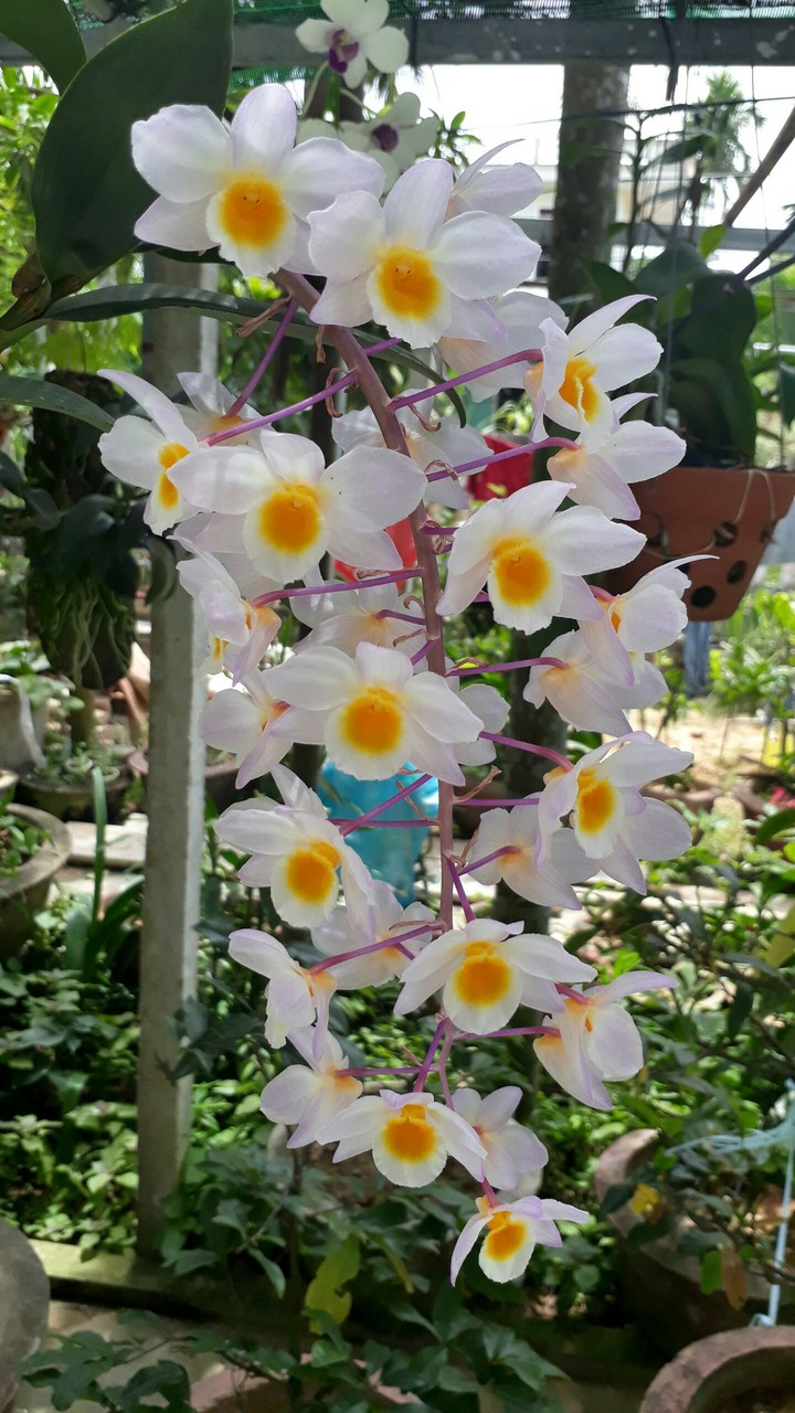 Quỳnh