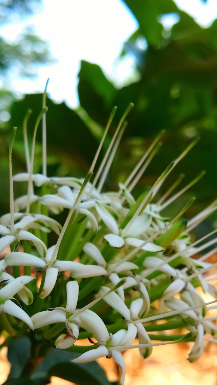 White flowers