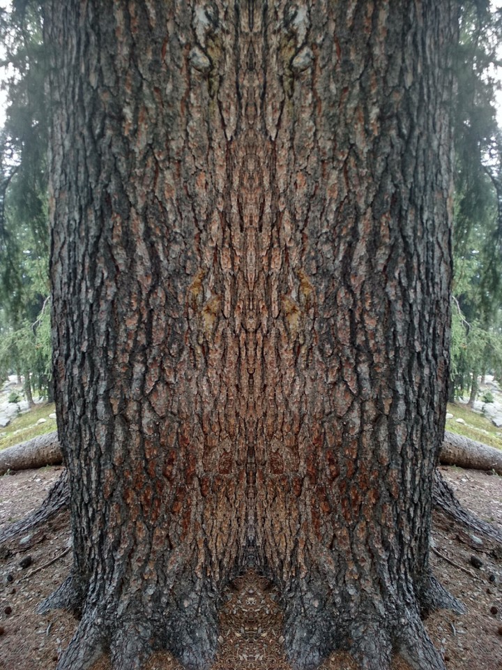 Tree reflection