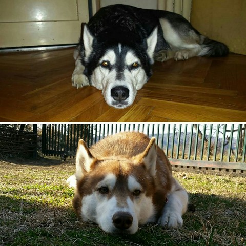 Huskies