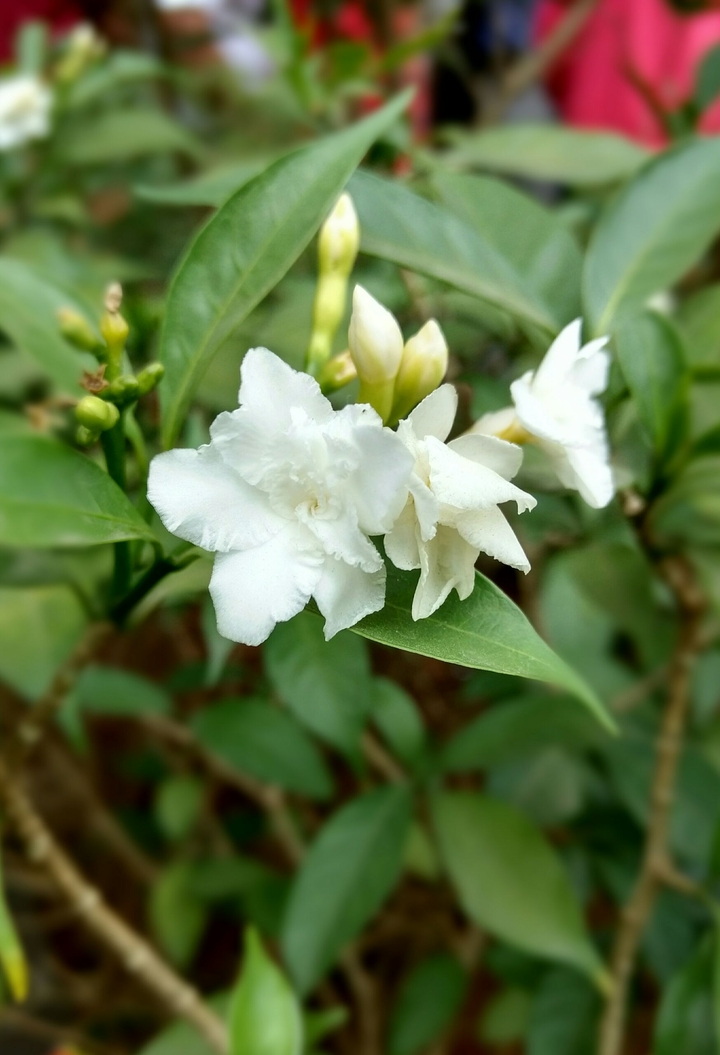 jasmine